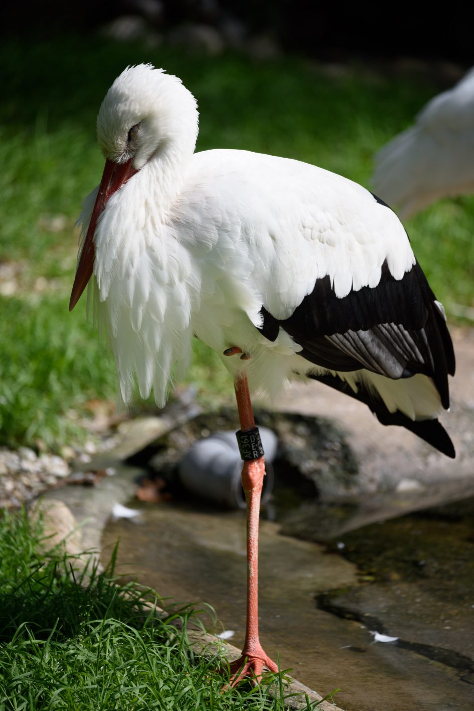 Nikon_70-300EVR_250f5-6_30624
